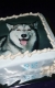 Jedlé obrazky na torty » Torta Pes Husky